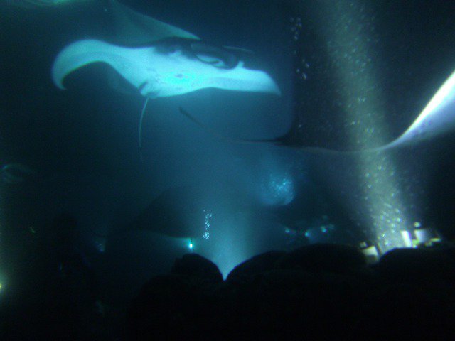 Kona Honu Divers, Inc. - Dive Center in United States