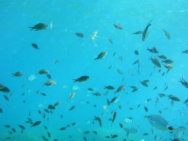 Sunfish Divers, Ltd. - Dive Center in Cyprus