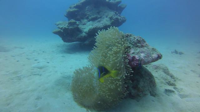 TOP DIVE-Tahiti InterContinental - Dive Center in French Polynesia