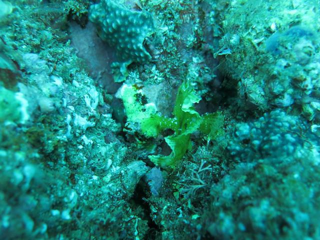 Byron Bay Dive Centre - Dive Center in Australia