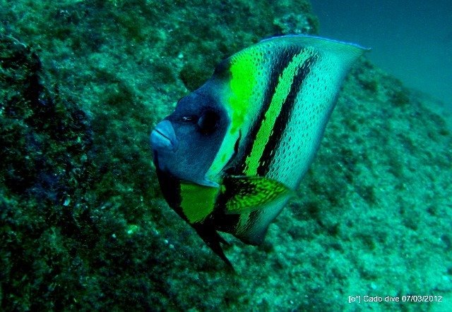 Cabo Adventure Scuba Diving - Dive Center in Mexique