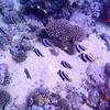 Picture taken during the dive