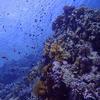 Picture taken during the dive
