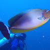 Picture taken during the dive