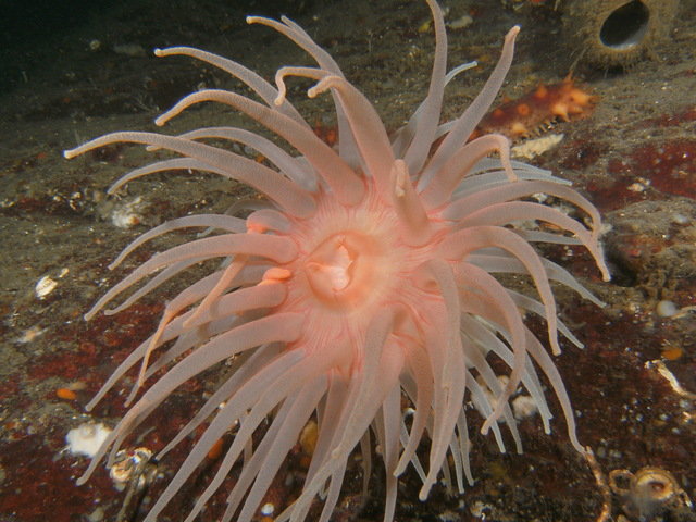 The Edge Diving Centre - Dive Center in Canada
