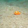 Picture taken during the dive