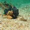 Picture taken during the dive