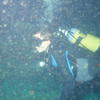 Picture taken during the dive