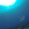 Picture taken during the dive
