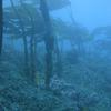 Picture taken during the dive