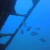 Picture taken during the dive