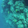 Picture taken during the dive