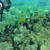 Picture taken during the dive
