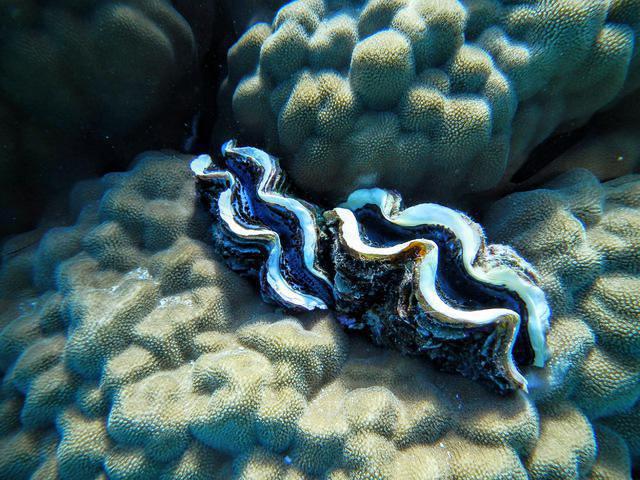 Deep Dreams - Dive Center in Egypt