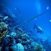 Picture taken during the dive