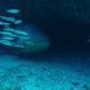 Picture taken during the dive