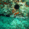 Picture taken during the dive