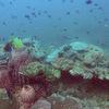 Picture taken during the dive