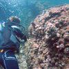 Picture taken during the dive