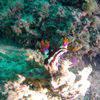 Picture taken during the dive