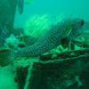 Picture taken during the dive