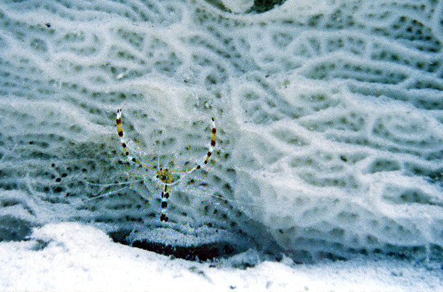 La Tortuga Dive School - Dive Center in Colombia