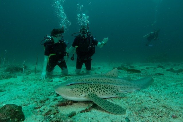 Diving in Thailand, Hin Bida - By Niall Forrester