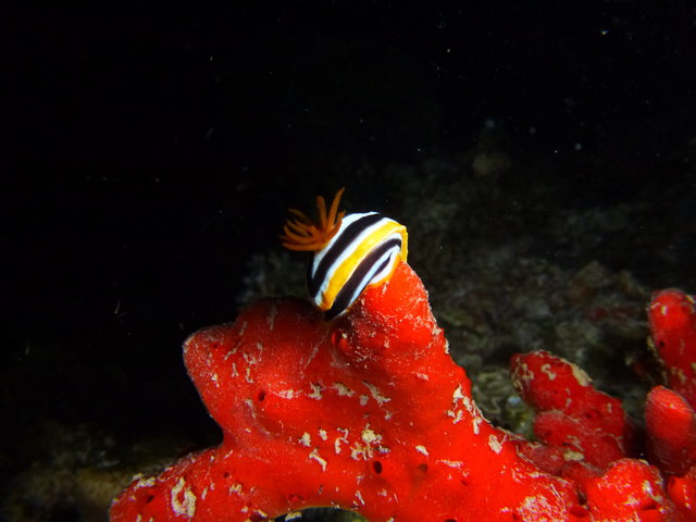 Freedom Divers - Dive Center in Egypt