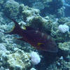 Picture taken during the dive