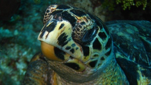 Diving in Jamaïque, Negril   Orange Bay - By Ken