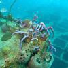 Picture taken during the dive
