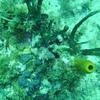 Picture taken during the dive