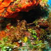 Picture taken during the dive