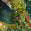 Picture taken during the dive