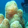 Picture taken during the dive