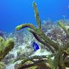 Picture taken during the dive