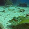 Picture taken during the dive