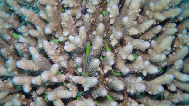 Colona Dive Center-Marsa Alam - Dive Center