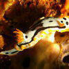 Picture taken during the dive