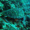 Picture taken during the dive