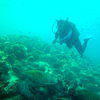 Picture taken during the dive
