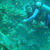 Picture taken during the dive