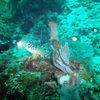 Picture taken during the dive
