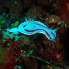 Picture taken during the dive