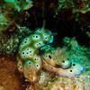 Picture taken during the dive