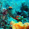 Picture taken during the dive