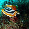Picture taken during the dive
