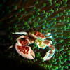 Picture taken during the dive