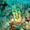Picture taken during the dive