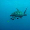 Picture taken during the dive